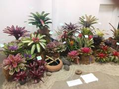 exposición de Bromelias