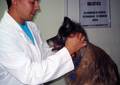 Danny Pérez, profesor de Acupuntura Veterinaria, examina a una paciente de 18 años con tumor en glándulas adrenales