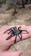 Tarantula Azul de Paraguana