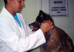 Danny Pérez, profesor de Acupuntura Veterinaria, examina a una paciente de 18 años con tumor en glándulas adrenales