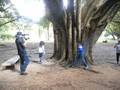 Grabando en el arbol sagrado de la India