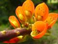 Flor chacahafruto